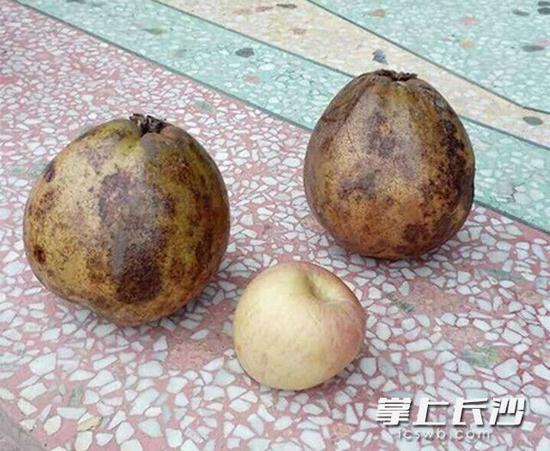 红花油茶果个头比苹果大了好几倍。