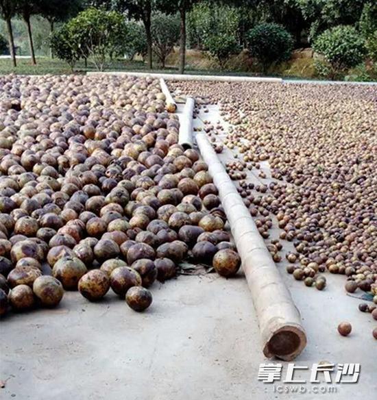 与红花油茶果相比，普通油茶果“小巫见大巫”。