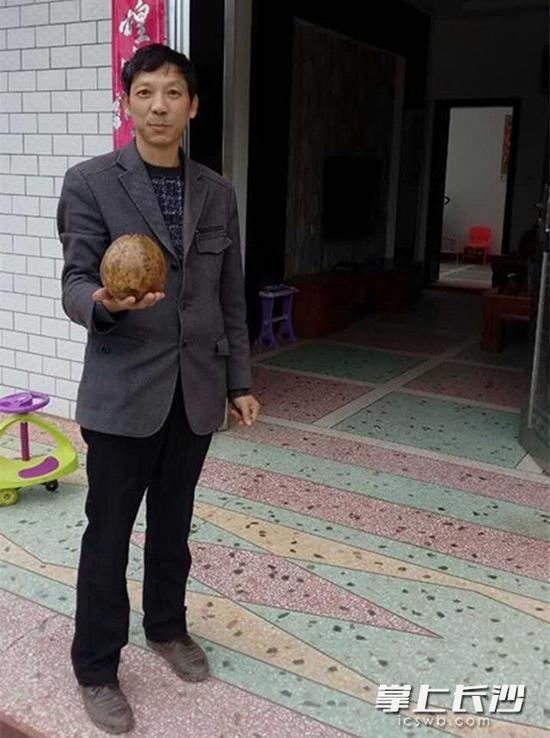 个头大的油茶果一个就重达3斤。照片均为长沙晚报记者 朱炎皇 通讯员 邹润春 摄
