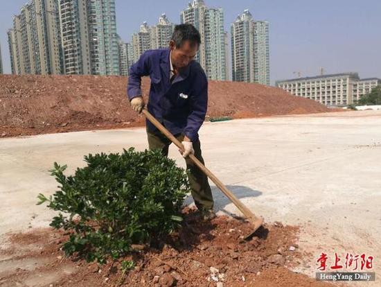 栽植花灌木海桐球