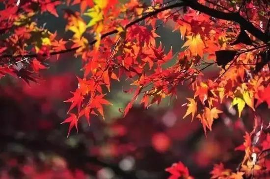 这里的景色是那样的美，这里的枫叶是那么的红，在这个美丽的深秋季节，一定要和你爱的人来一次栖霞山，才不辜负了这样的景致。