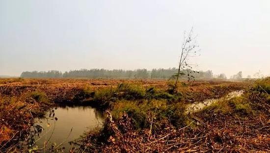 这种树损害自然生态环境 中央环保督察严令整