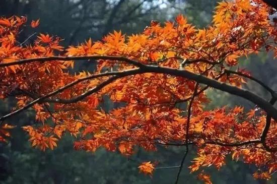 在爱晚亭的周围到处生长着一人抱不住的枫树，盘根错节，一片连一片，每到深秋，枫叶流丹，风吹叶动，十分壮观。