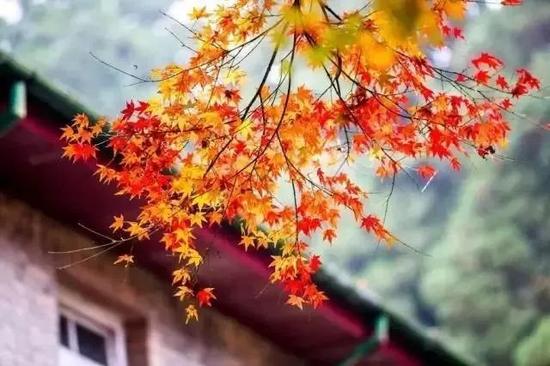 爱上了庐山的红叶你就会爱上整个秋天，这里到处都充满了秋天浪漫的气息，会让你忘记一切烦恼，舍不得离开这里。