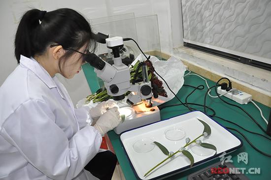 检验检疫人员把含有菌斑的桉树叶（尤加利）放在显微镜下观察。