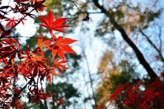 “看万山红遍,层林尽染。”枫叶红遍了橘子洲,冷风里红红的像燃起了一团火,点起了长沙的温暖。