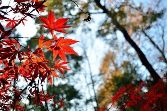 “看万山红遍，层林尽染。”枫叶红遍了橘子洲，冷风里红红的像燃起了一团火，点起了长沙的温暖。