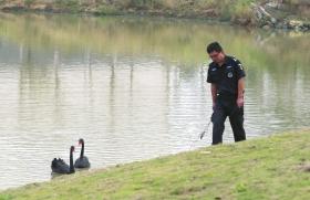11月6日，李自健美术馆天鹅湖边，发生偷窃小天鹅和天鹅蛋事件后，保安人员加强了巡视。图/记者陈正