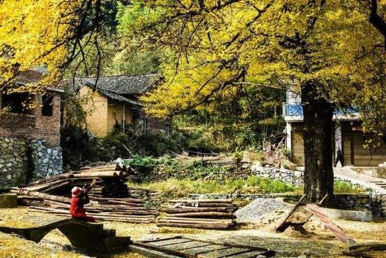 桐子坳村位于永州双牌县，由于这里生长着大片银杏，每到秋季就吸引着大量的摄影爱好者前去，已成为永州一道亮丽的风景名。