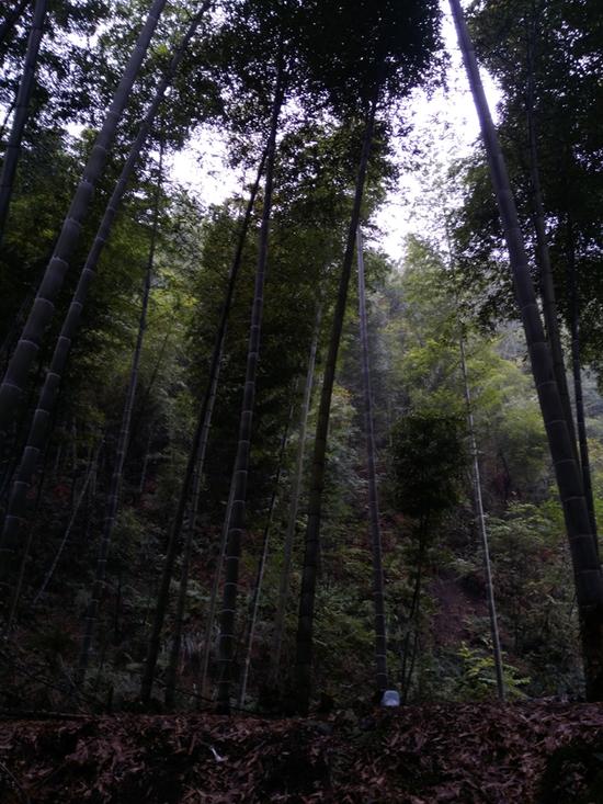 发现两个孩子遗体的平地,竹林高耸密集。