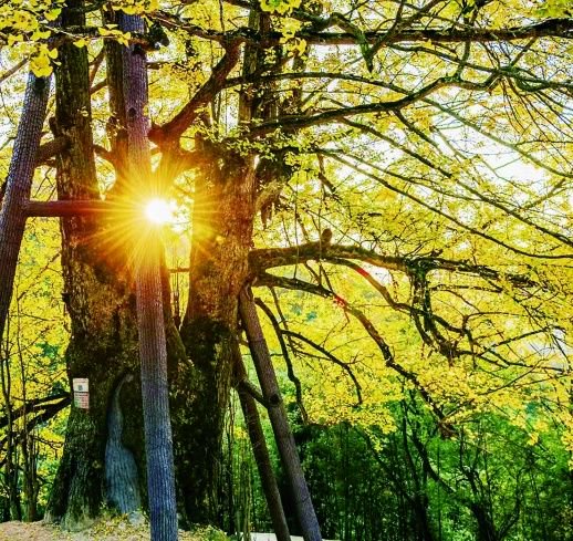  东安2500年树龄银杏。永州文旅 供图