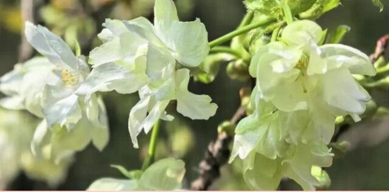 (省植物园绿樱盛开。 通讯员 摄)