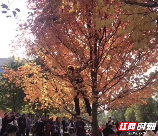 赏枫的不文明市民攀上了枫树,张牙舞爪地在树上“欢腾”。