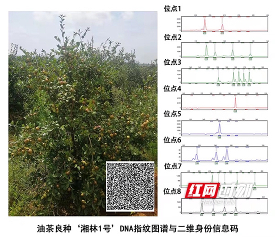 油茶良种“湘林1号”DNA指纹图谱与二维身份信息码。
