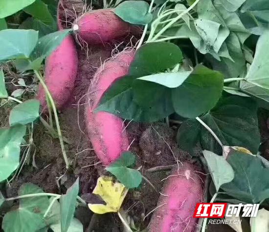 衡阳衡东县种植3000亩紫薯助农脱贫