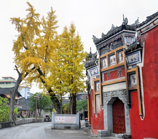 武冈文庙前的双银杏 图 / 杨春晖