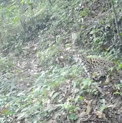 今年4月,在湖南八大公山国家级自然保护区的斗篷山拍摄到的豹猫身影。视频截图
