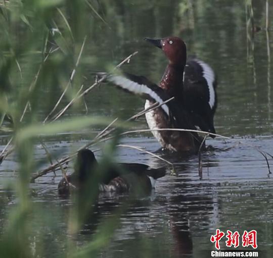 三对极危鸟类青头潜鸭“筑爱” 益阳南洞庭湖湿地益阳湿地局提供