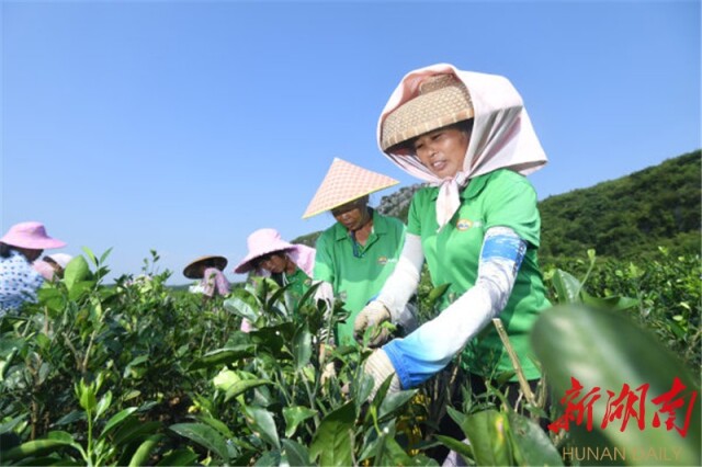 8月29日,江华瑶族自治县白芒营镇社湾村,村民在柑橘产业园劳作。