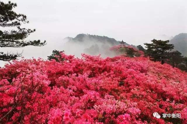 ▲南岳杜鹃花