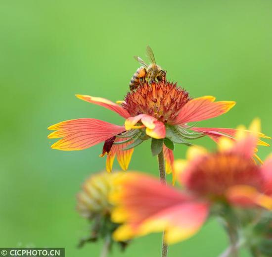 ↑6月16日，在湖南衡阳湘江河畔，蜜蜂在花间忙碌。CICPHOTO/汪普林 摄