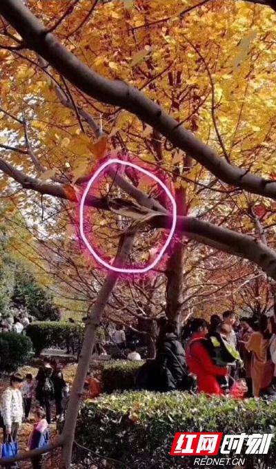 市民攀折红枫导致枫树枝丫断裂。