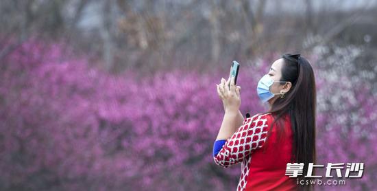 盛开的红梅树前，戴口罩的市民用手机拍摄着如画春色。