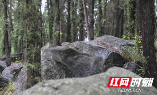 邵阳隆回小小柏木赶跑30万亩“穷山恶水”