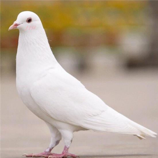 长沙六旬老嗲嗲多脏器功能衰竭 竟是鸽子惹的祸