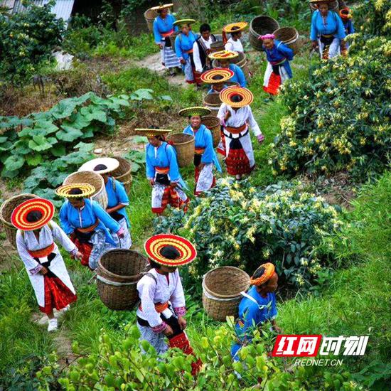 花农采摘金银花。