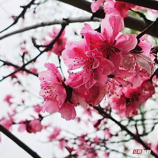 　　雨后初晴，后湖路边偶遇山桃。山桃的花语是“春天的使者，新生与希望”湿漉粉白压满枝头，像攒了一春的欢喜泼在晴光里。踏着清冽香——春天早已等在这里。湖南大学姚懿容摄
