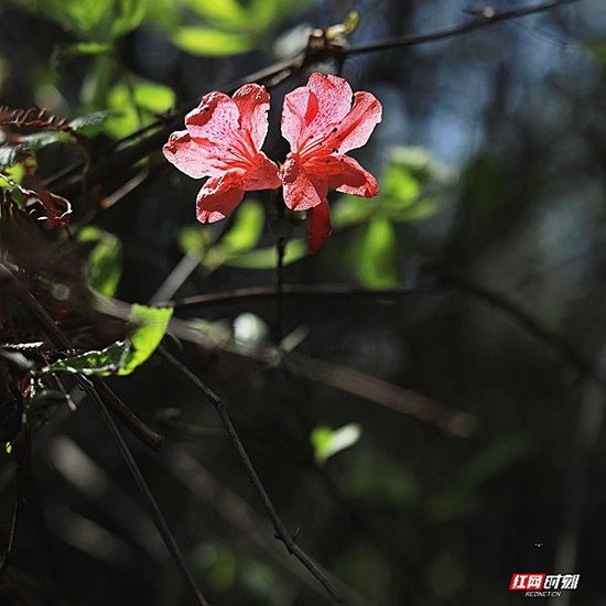宁乡，映山红。中国十大名花之一。记者 李丹摄