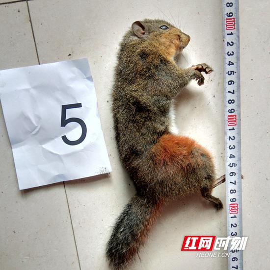 犯罪嫌疑人在湖南南山国家公园猎捕到的“三有”动物赤腹松鼠1只。