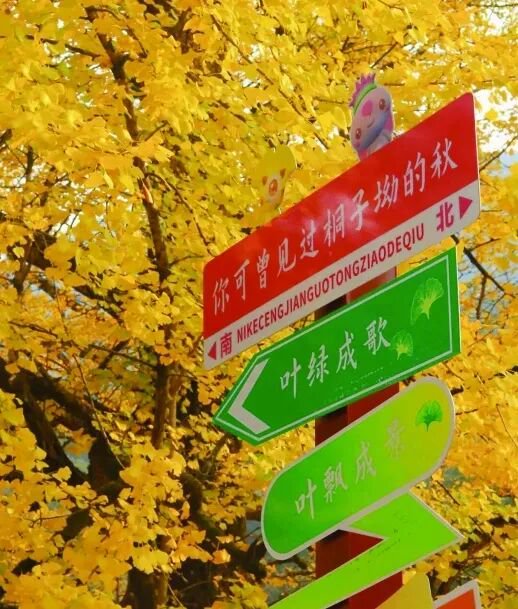 桐子坳深秋满村金黄