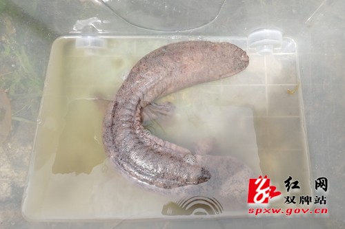 潇水河流域双牌县段发现的野生娃娃鱼