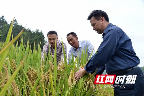 王化永(中)在田间观察“甬优1538”丰产情况。