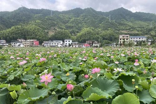 寨前镇水湾村荷花种植基地 桂东县委宣传部供图
