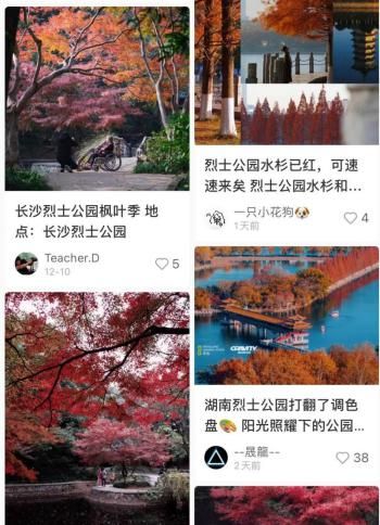 △网友分享的烈士公园枫树。图源:小红书截图