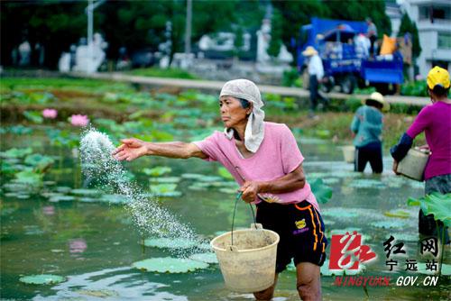 永州宁远：荷苗枝条展叶时
