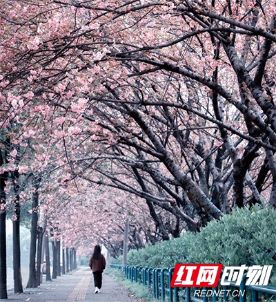 樱花盛开时节,常德城市风景。
