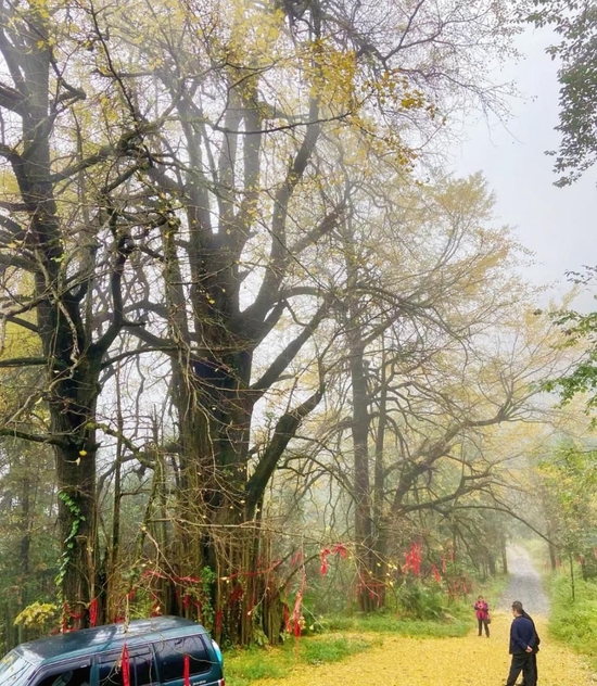 新宁回龙寺杨桥村千年古银杏 图 / 伍先勇