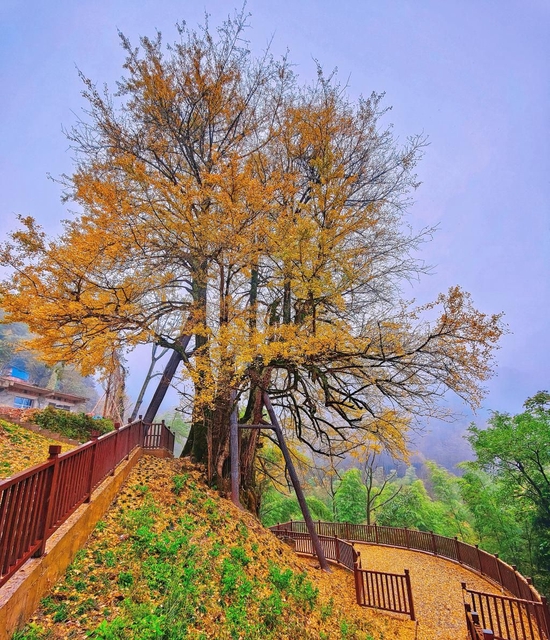 东安县 2500 年湖南银杏王 图 / 张卫东