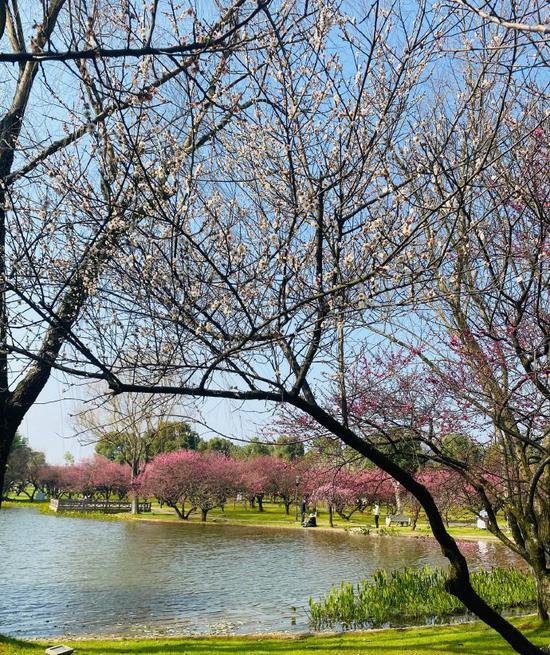 橘子洲景区。