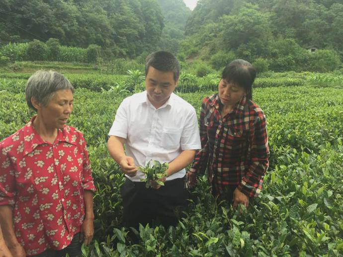 茶叶专家王沅江谈春季茶园管护。