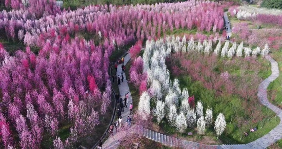 桃花源万亩桃林
