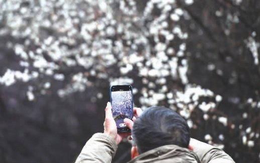 1月4日，湖南省农科院梅园，白梅、红梅竞相绽放，暗香浮动。近期长沙气温虽低，但各公园景区的早梅已悄然绽放，为冬日的星城添上了一抹温柔暖意。湖南日报全媒体记者田超摄