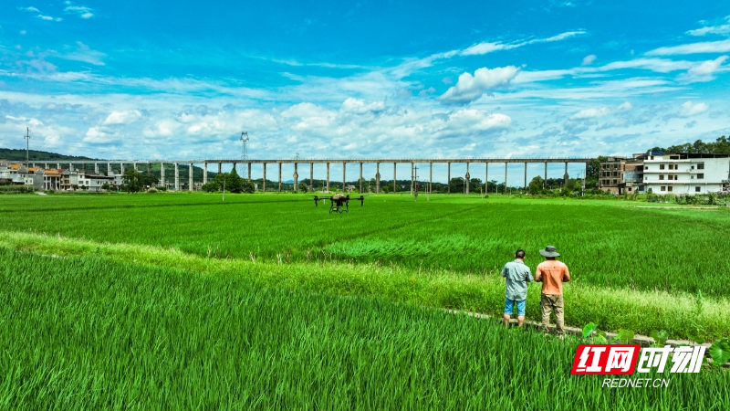常宁市板桥镇农民正在进行“飞防”作业。