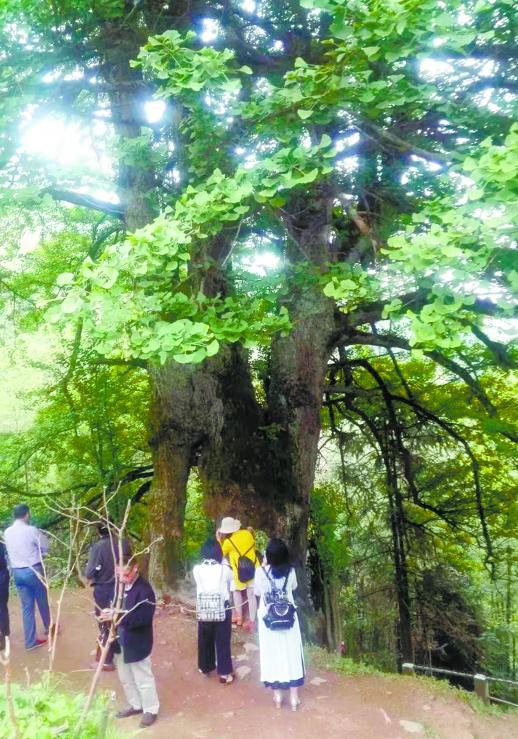 永州市四明山下南桥镇马皇村的2500年古银杏，枝繁叶茂，生机勃发。 唐善理 摄