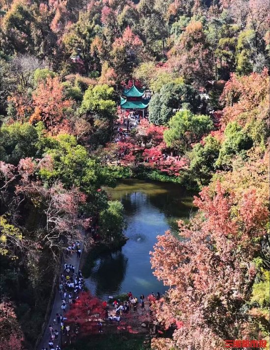  游客打卡长沙岳麓山红枫。摄影师小房同学供图