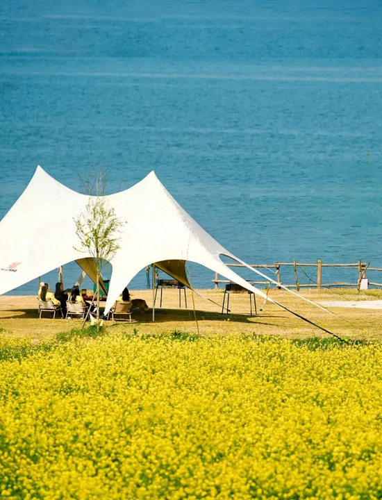 鹅洲岛的油菜花。图/湘江融媒